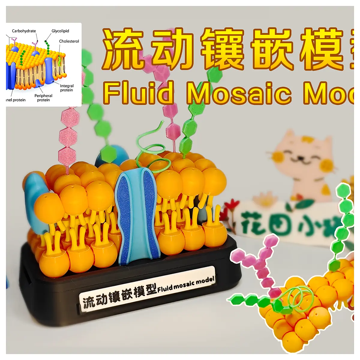 Fluid Mosaic Model Cell Biology Protein Structure Membrane Research Scientific Study