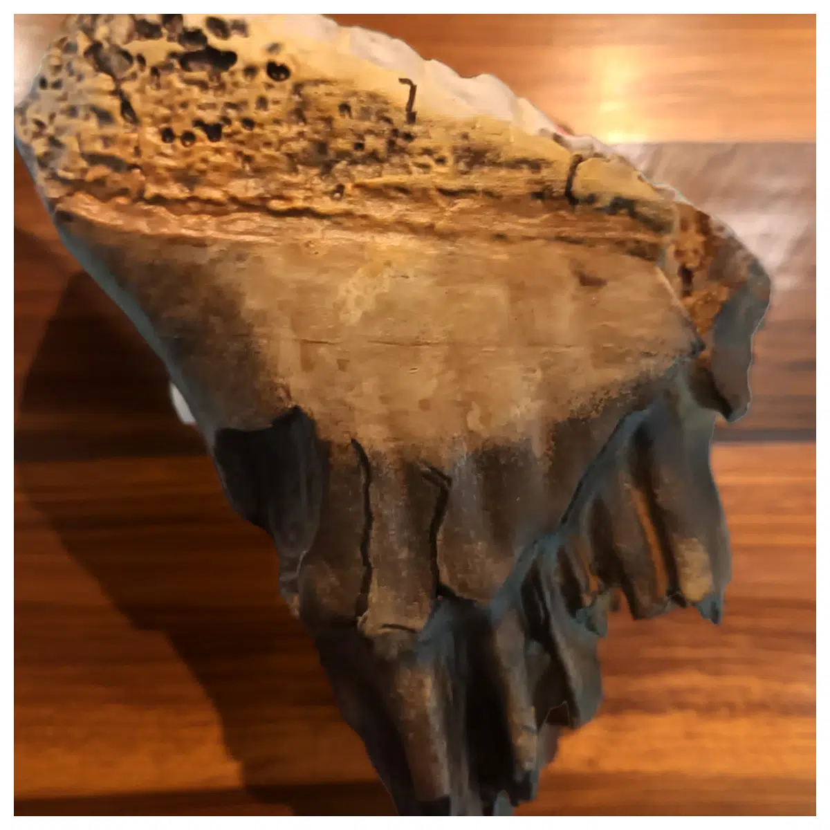 Mammoth Tooth Prehistoric Animal Tooth Decor Tooth Collectible Museum Display Piece Dinosaur Enthusiast Gift