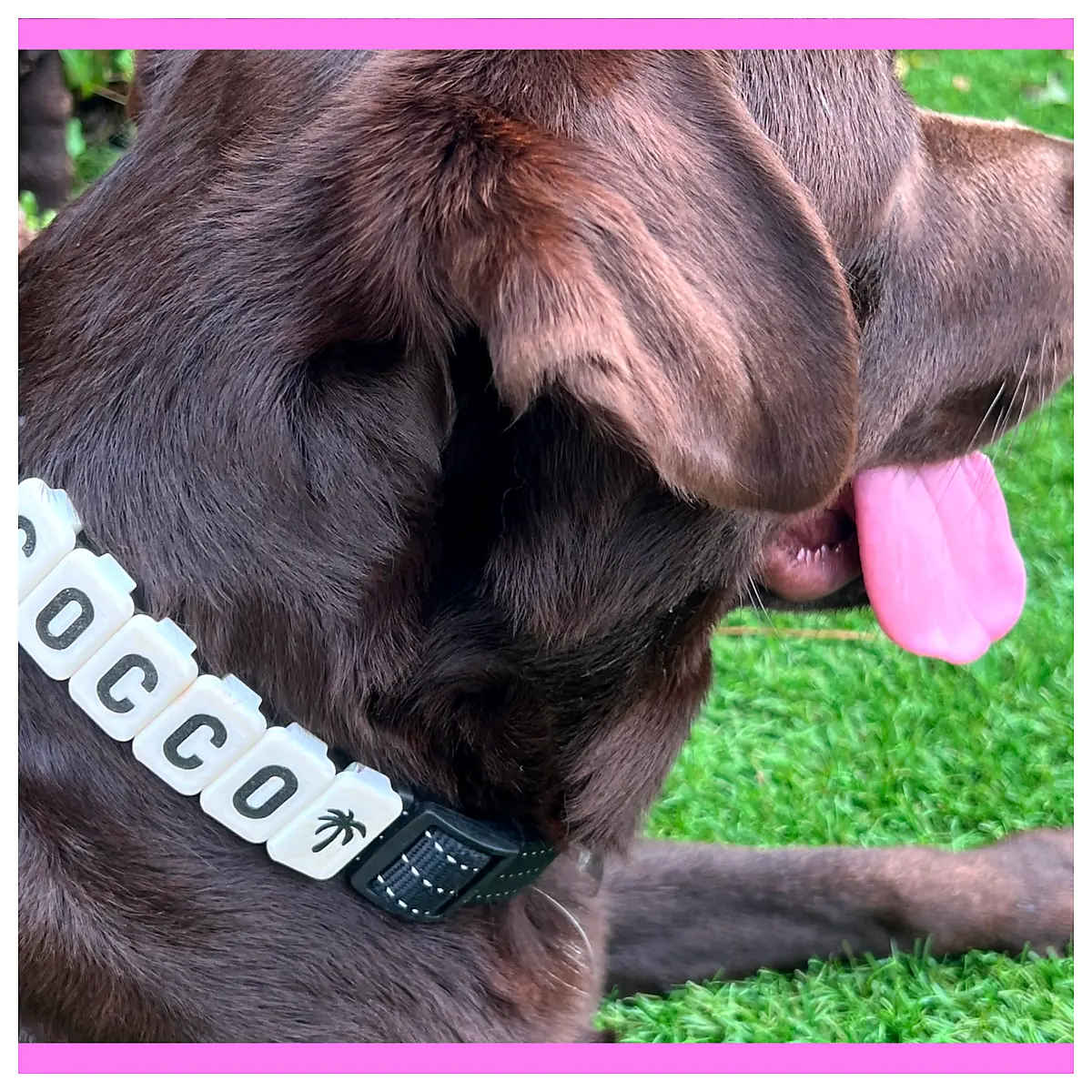 Dog Tags Accessories Dog Collars Dog Tags Dog Leashes Universal Repair Parts Replacement