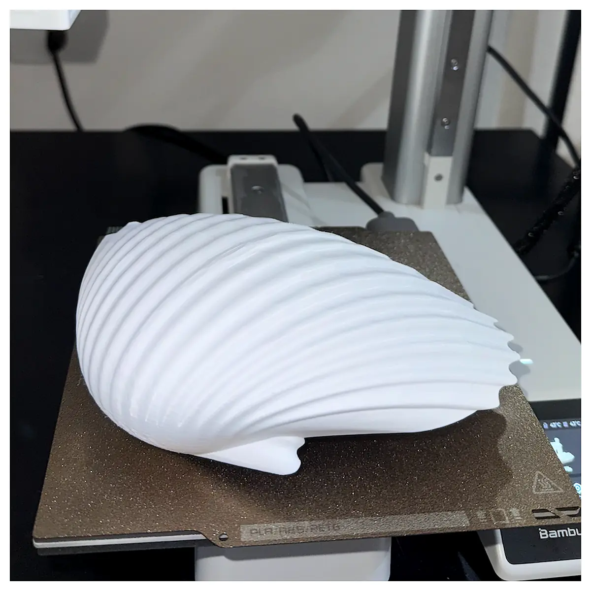 Curved Shell Decor Shell Parts Repair Art Supplies Various Shell Accessories