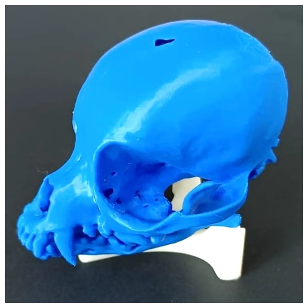 Dog Skull Chihuahua Animal Skull Decorative Bones Skeleton Model Pet Accessory Bones for Decoration