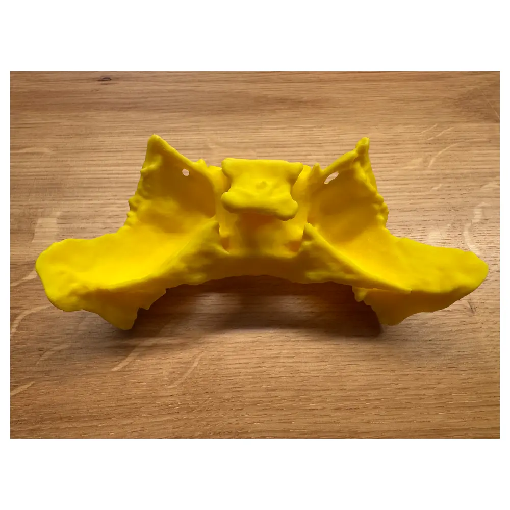 Human Sphenoid Bone Cranial Joint Bone Skull Parts Skull Repair Bone Accessories