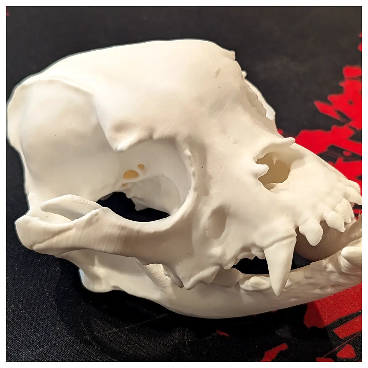 English Bulldog Skull Dog Bones Art Skeleton Decoration Collectible Skull Model Pet Memorial Gift