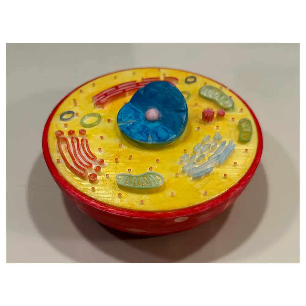 Animal Cell Model Biology Education Science Experiment Cell Structure Learning