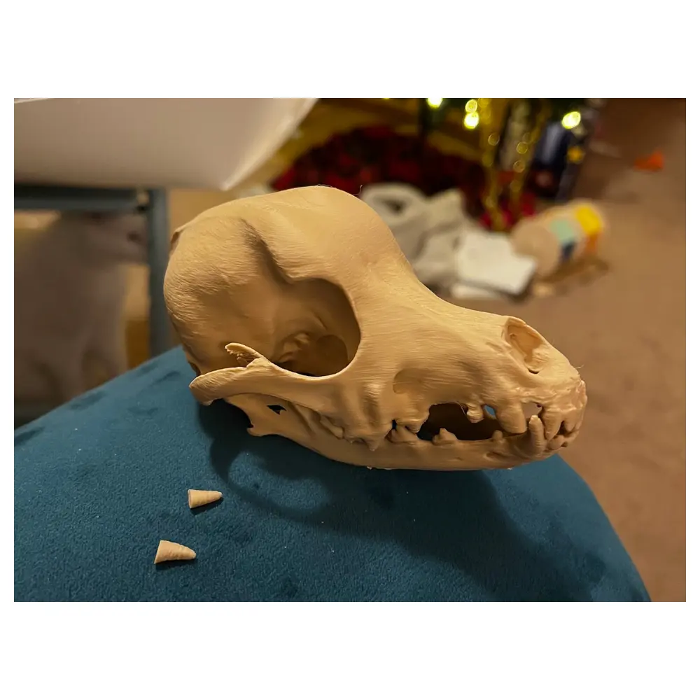 Dachshund Skull Bone Model Dog Skull Skeleton Collectible Pet Toy Bone Parts Accessories