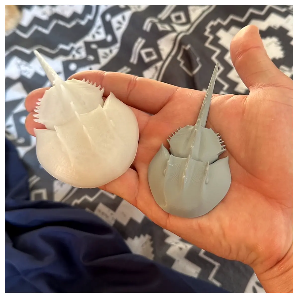 Horseshoe Crab Parts Repair Restoration Protection Shell Animal Research