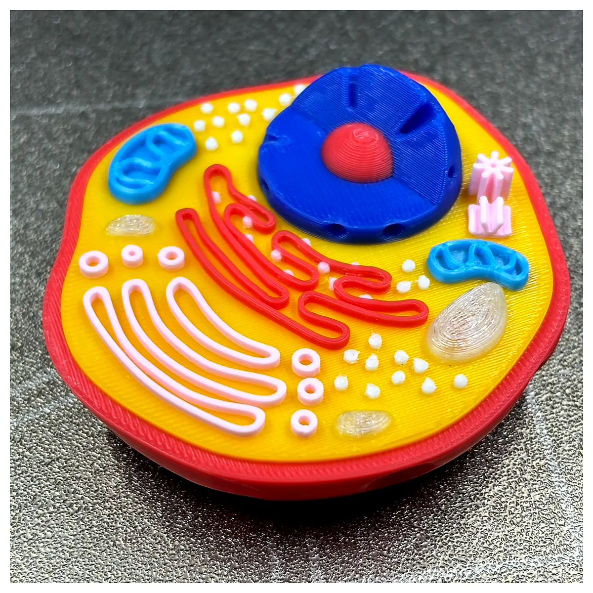 Cell Structure Research Cell Biology Cell Studies Cell Learning Cell Models Cell Culture