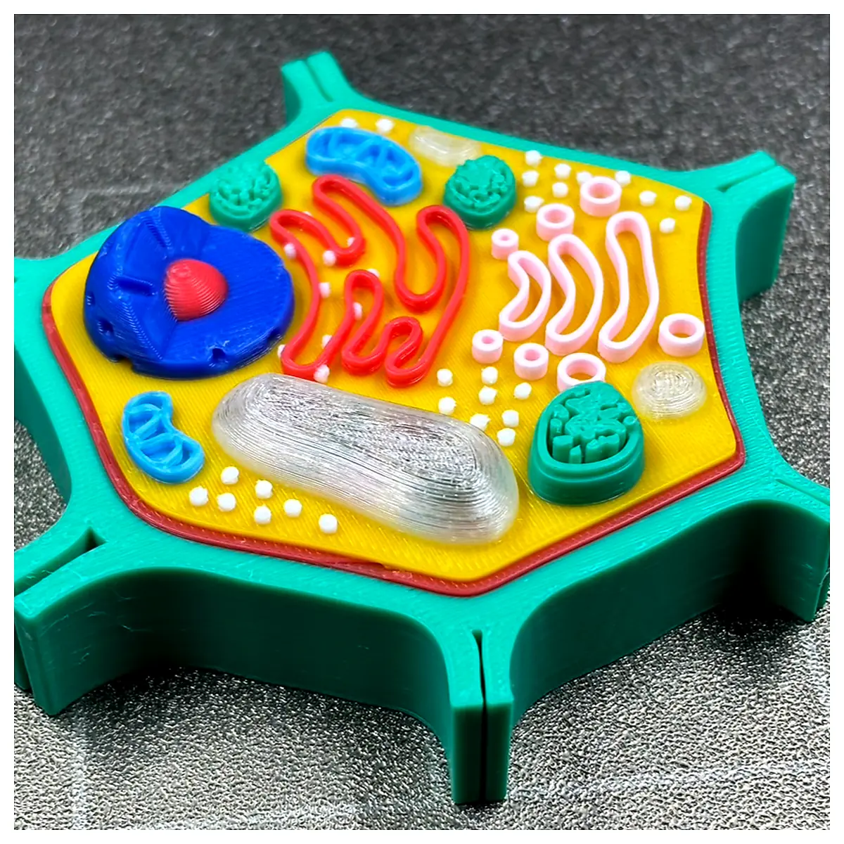 Plant Cell Structure Cell Biology Cell Research Cell Models Cell Studies Cell Cultivation