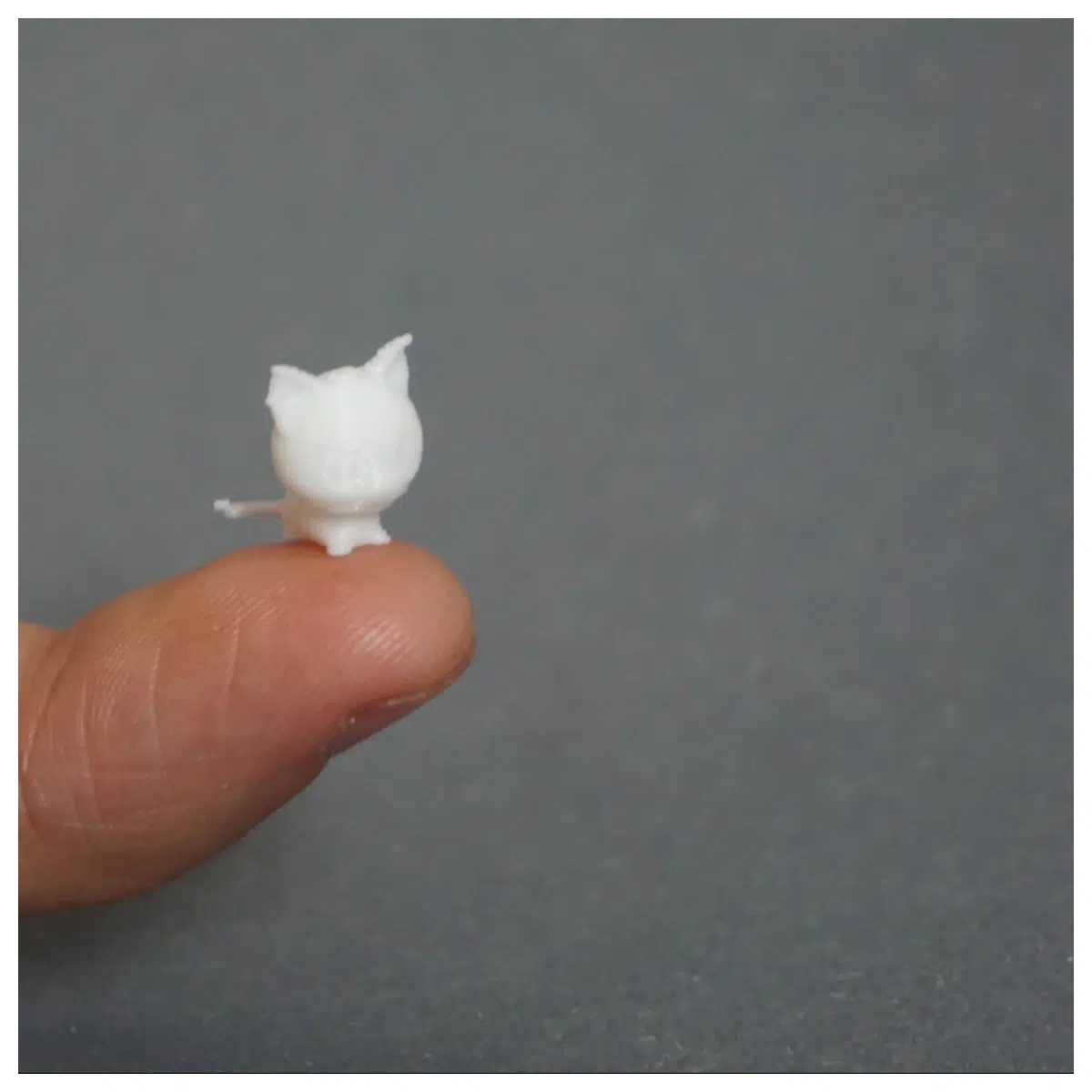 Cute Kitten Different s Cat Selection Pet Purchase Pet Parts Pet Repair