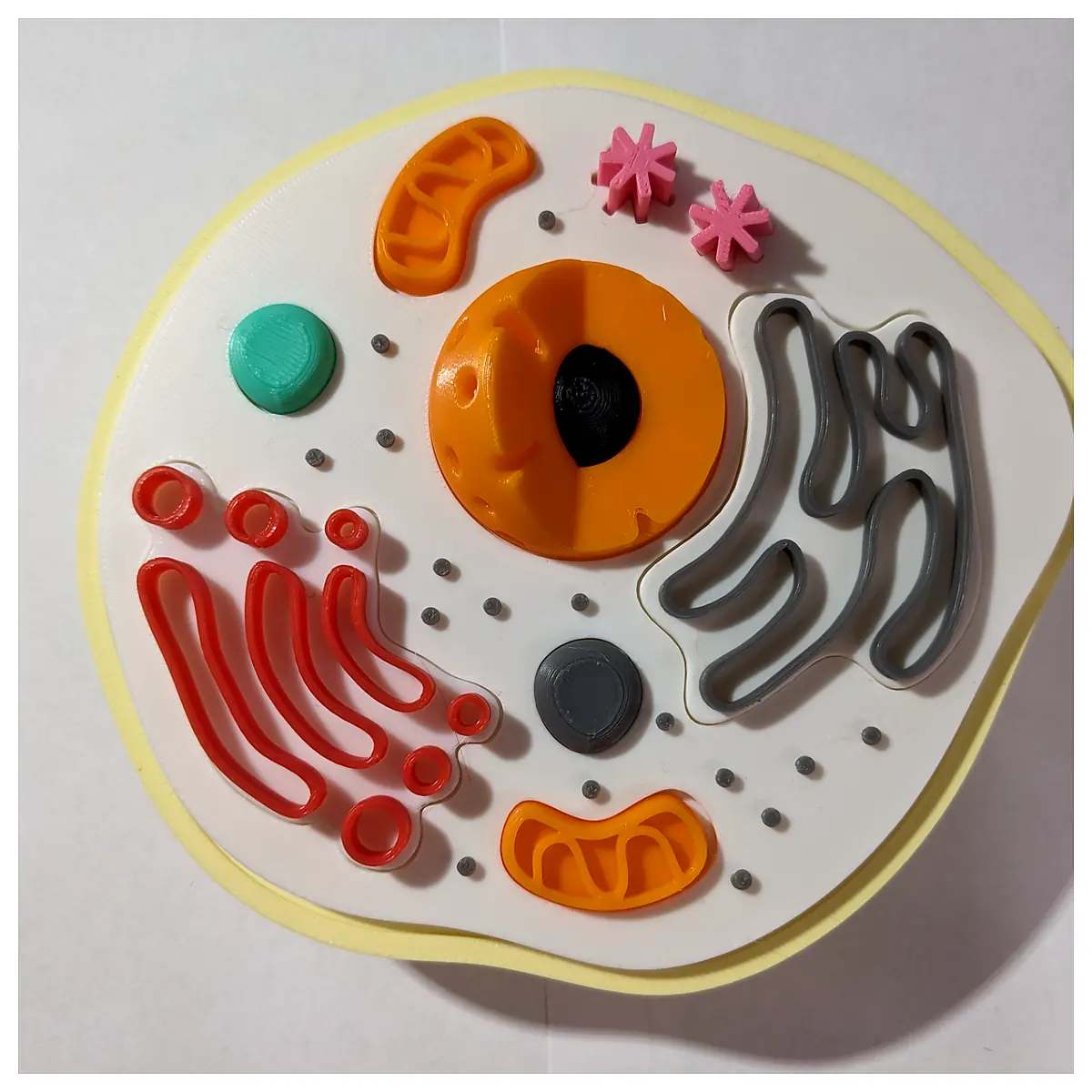 Animal Cell Model Puzzle Biology Education Science Cell Structure Learning Puzzle STEM Toys