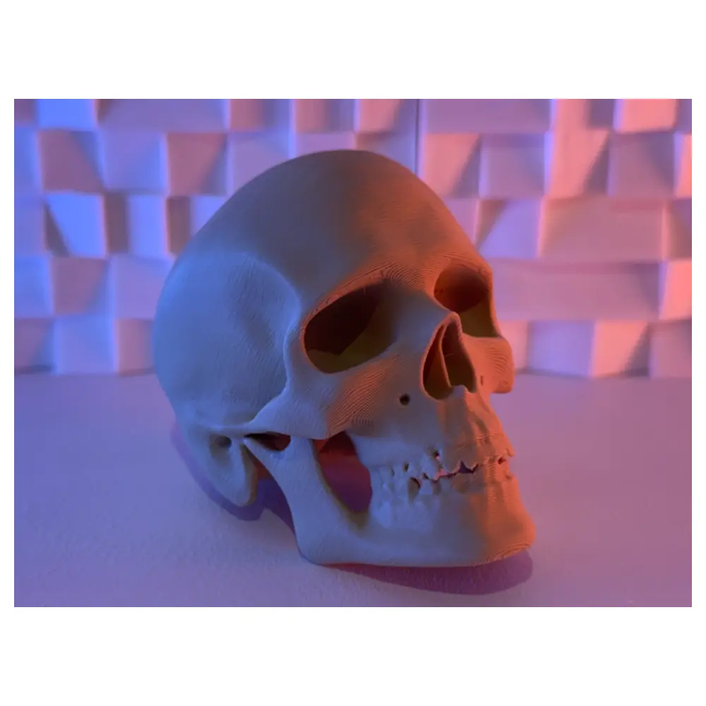 Human Skull Anatomical Model Medical Education Skeletal Research Lab Supply Bone Model