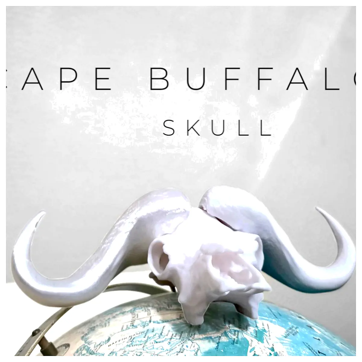 Cape Buffalo Skull Hunting Trophy Skull Animal Skeleton Display Decor Collector s Item
