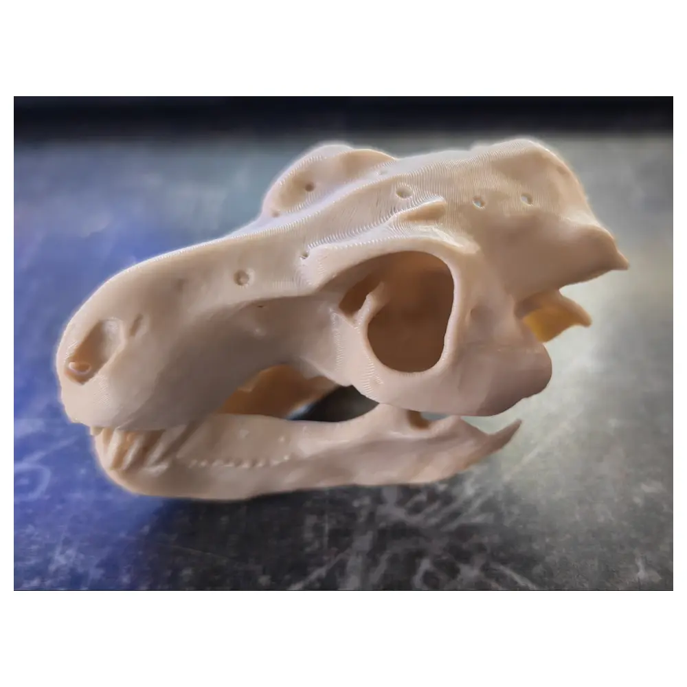 Raptor Skull Bone Display Model Paleontology Research Collectible