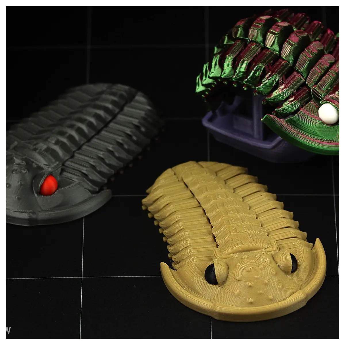 Flexiphacops rana Trilobite Buy Parts Repair Wholesale Retail Specimens