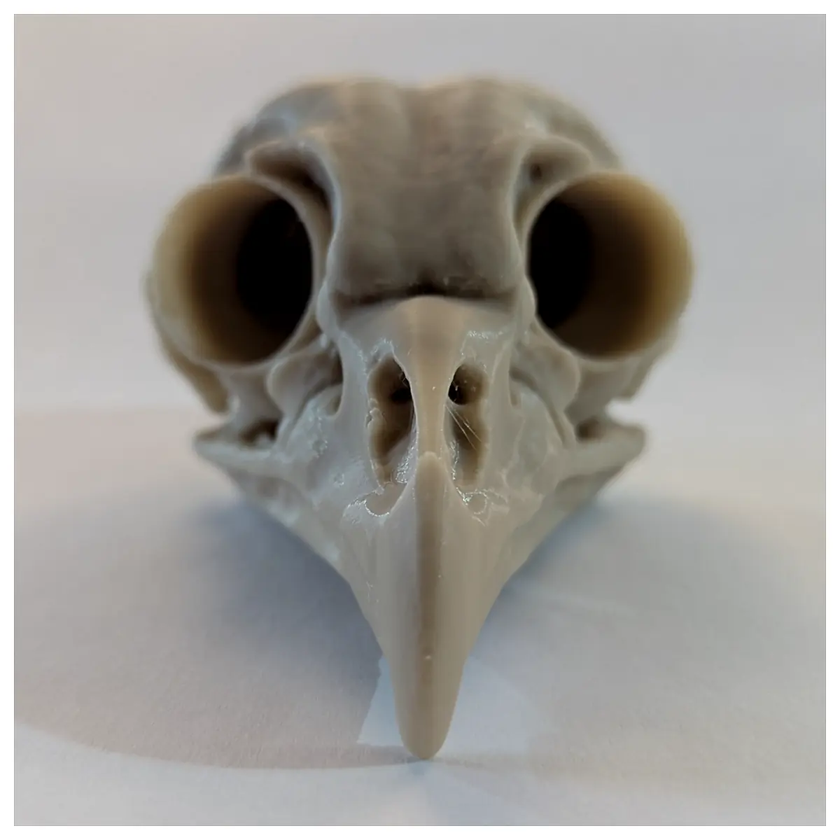 Owl Skull Bird Specimen Bone Display Educational Skull Skeleton Collection Research