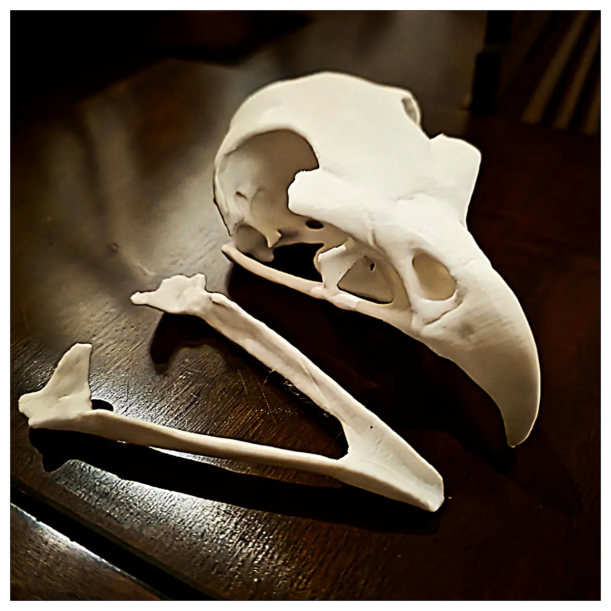 Bird of Prey Skull Raptor Skeleton Bird Skull Collection Bone Model Bird Study Repair Parts