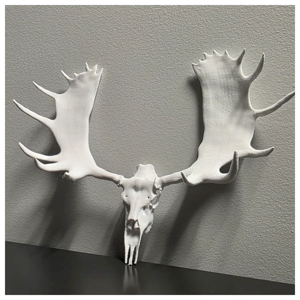 Moose Skull Trophy Hunting Decor Animal Skull Art Museum Display Wall Hanging Skull Head