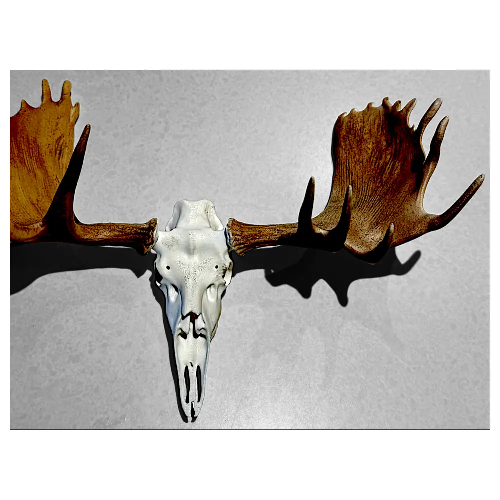 Moose Skull Decor Animal Skull Bone Art Hunting Trophy Skeleton Collection Moose Bone