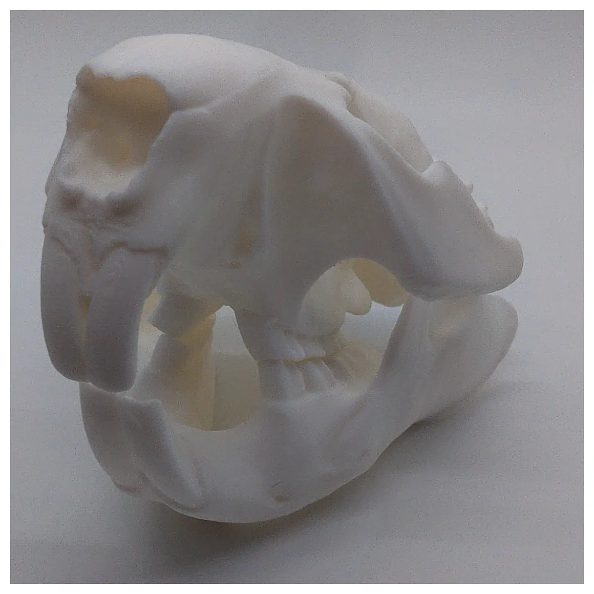 Beaver Skull Bone Antique Wildlife Skull Hunting Decor Replacement Teeth Parts