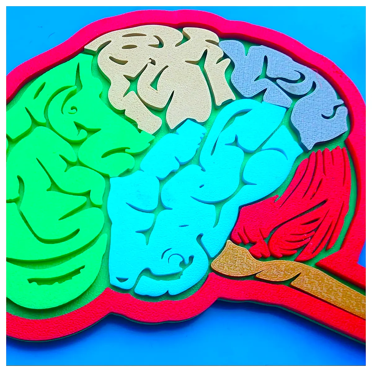 Brain Parts Replacement Neuro Repair Brain Accessories Nervous System Brain Components Repair Services