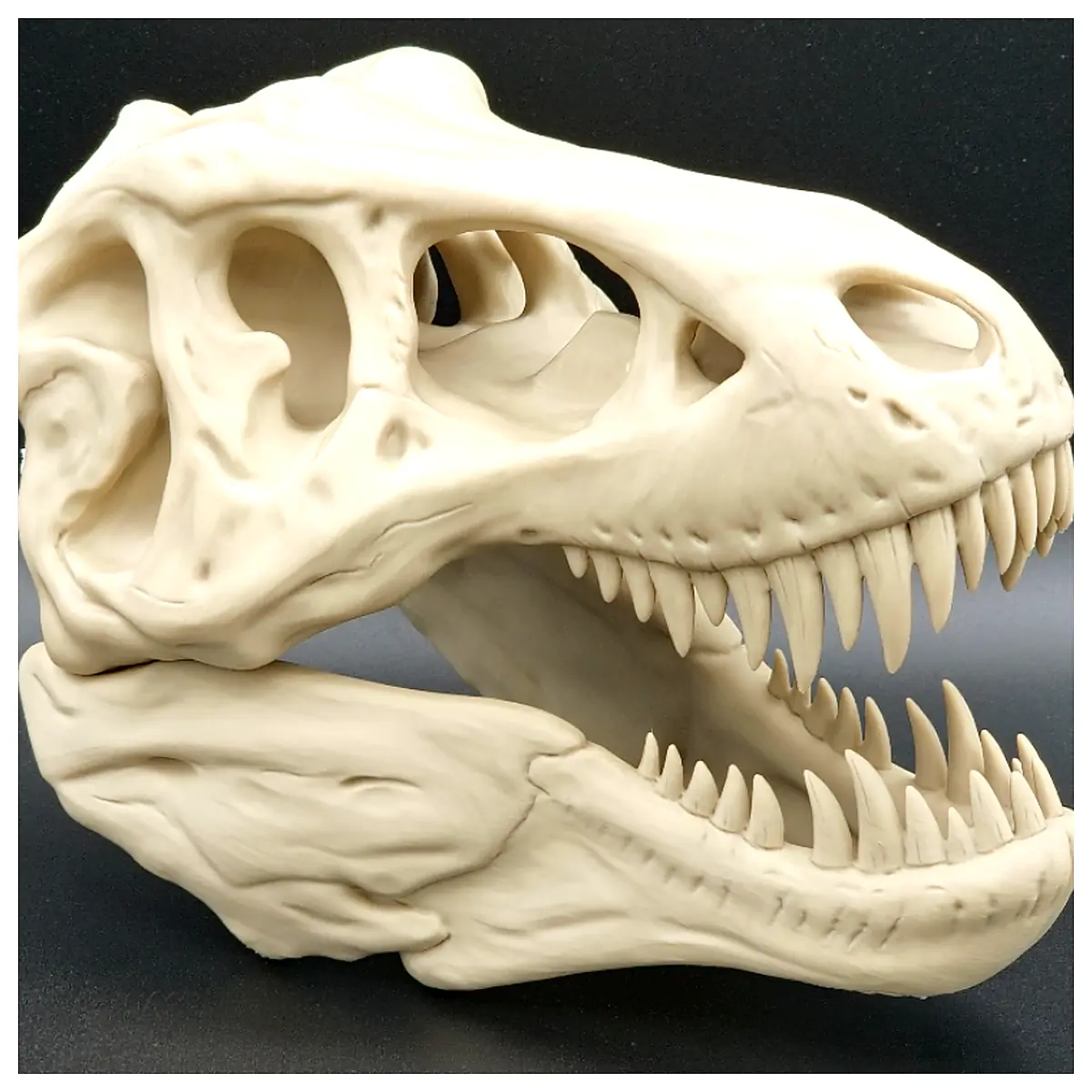 T Rex Skull Dinosaur Model Display Art Collectible Bone Study Purchase