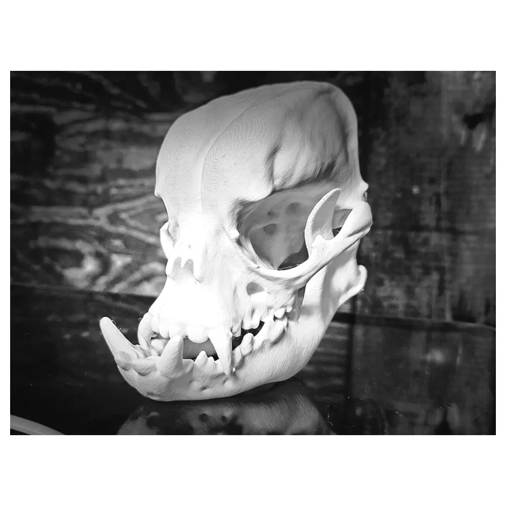 Bulldog Skull Skeleton Head Decor Repair Parts Restoration Collectible Bones