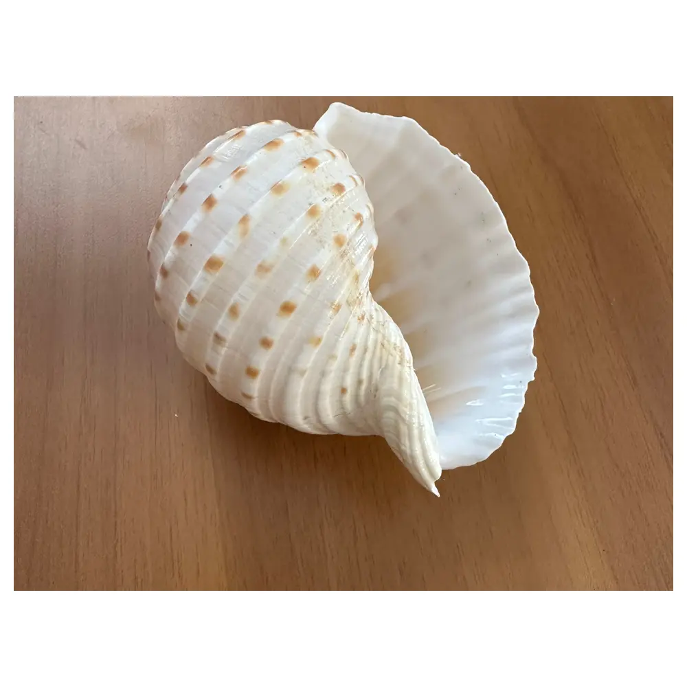 Seashell Repair Parts Universal Parts Replacement Shell Piece Repair Screw Shell Parts Universal