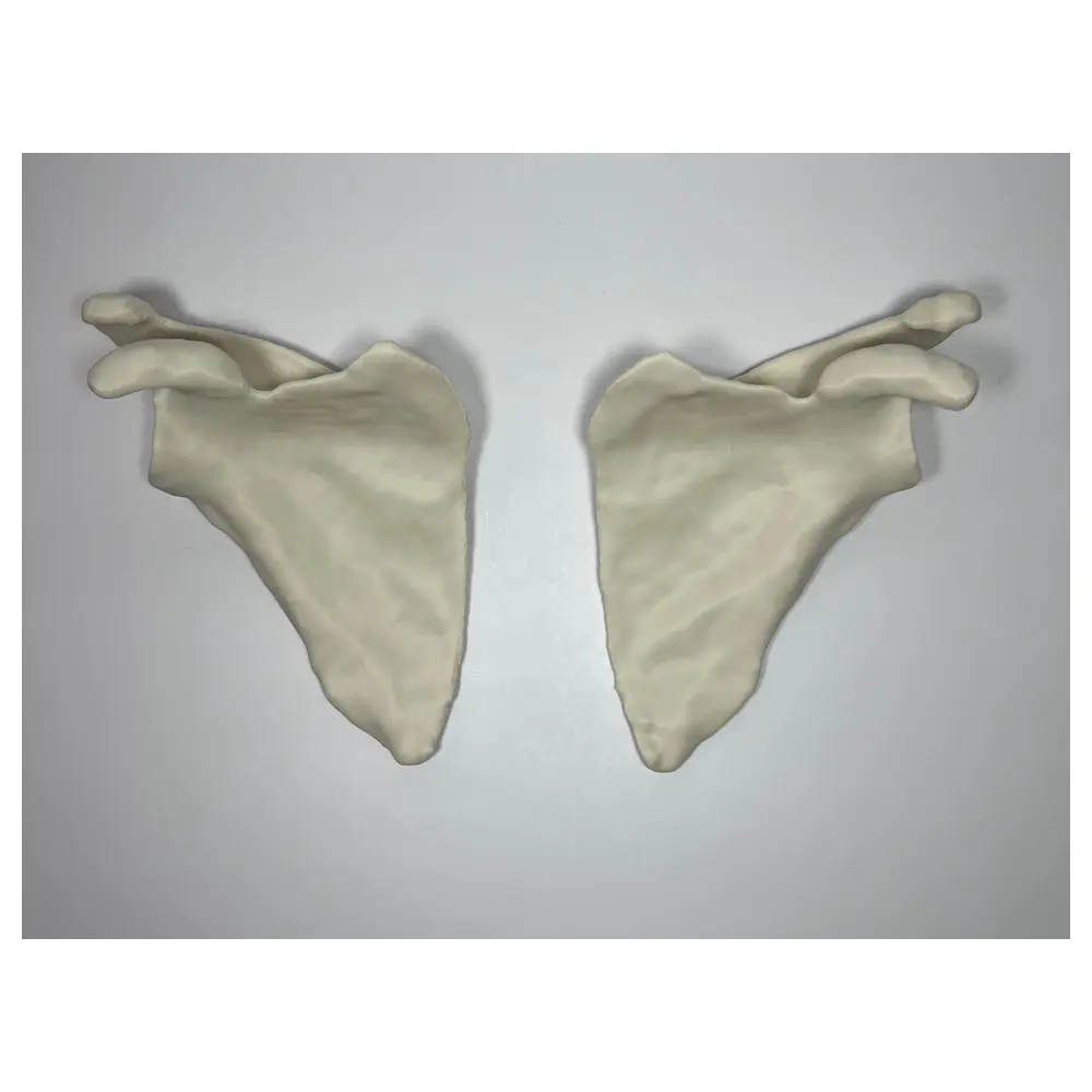 Human Scapula Model Left Right Anatomy Skeletal Learning Medical Students Bone Study Anatomy Education