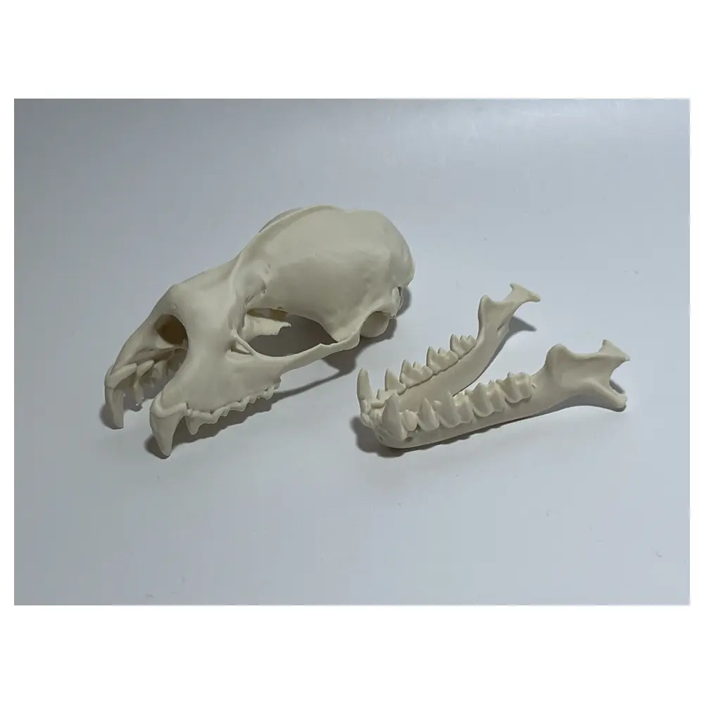 Bat Skull Mandible Cranium 5X Bones Collection Parts Repair