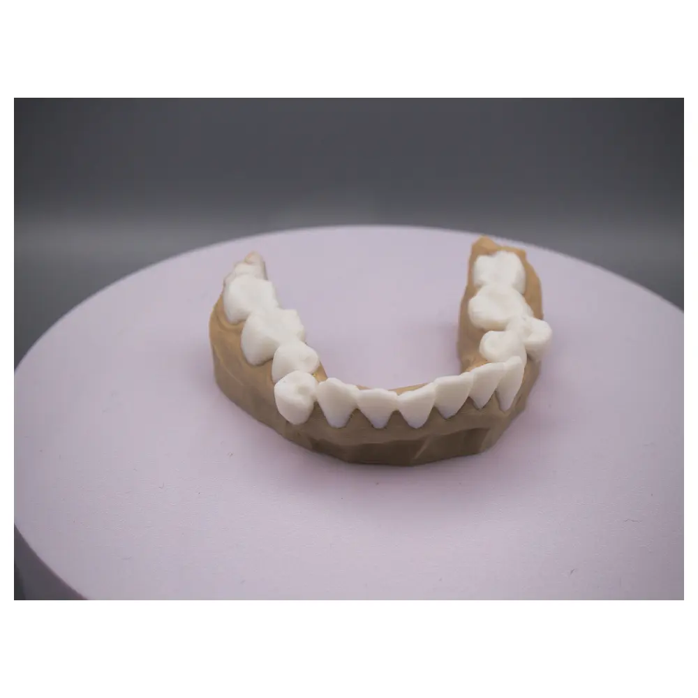 Bottom Denture Mandibular Dental Model Training Model Dental Practice Repair Parts
