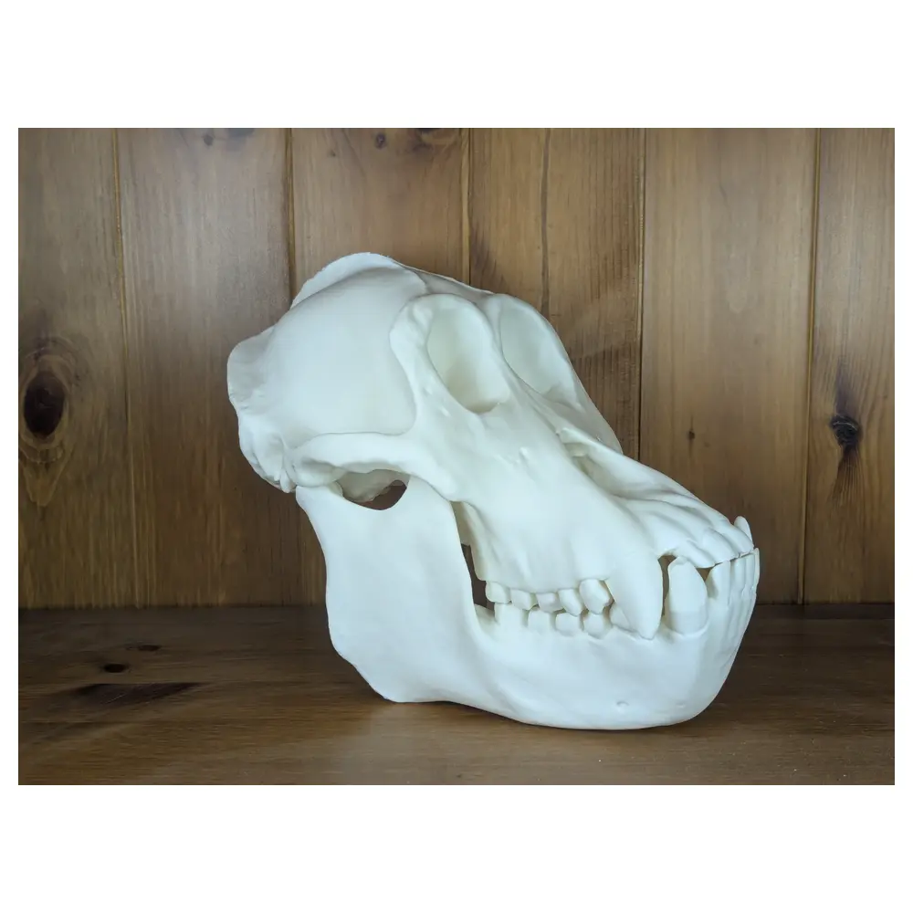 Orangutan Skull Skeleton Model Study Display Science Education
