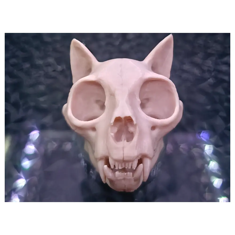 Cat Skull Decorative Skeleton Pet Memorial Bones Collection Animal Skull Model Supply