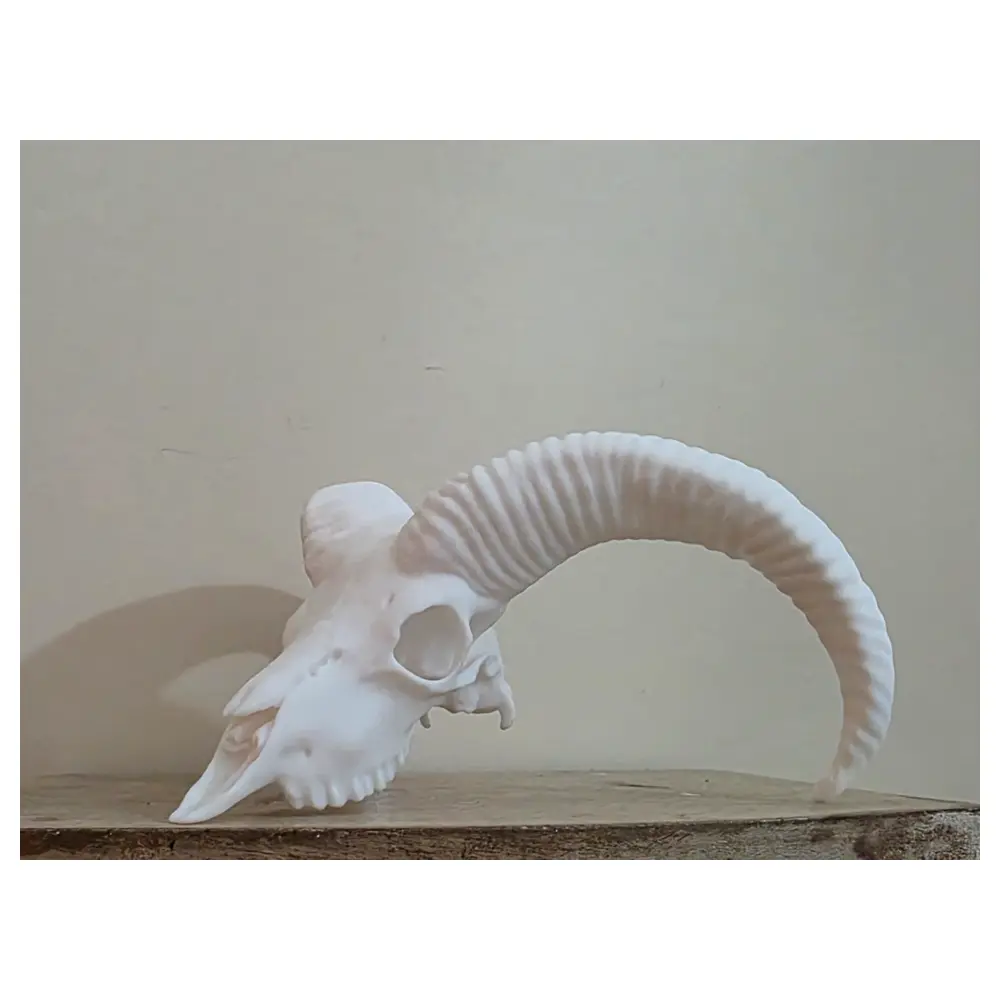 Aoudad Skull Decor Animal Skull Hunter Collectible Skull Wholesale Skull Repair Bone Decor