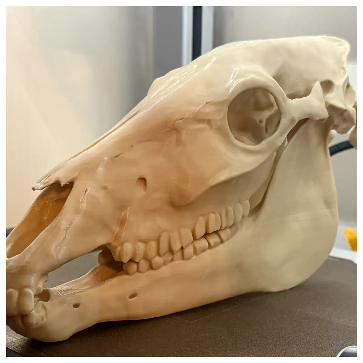 Horse Skull Year of the Horse Folk Rituals Skull Art Bone Decor Collectible Parts