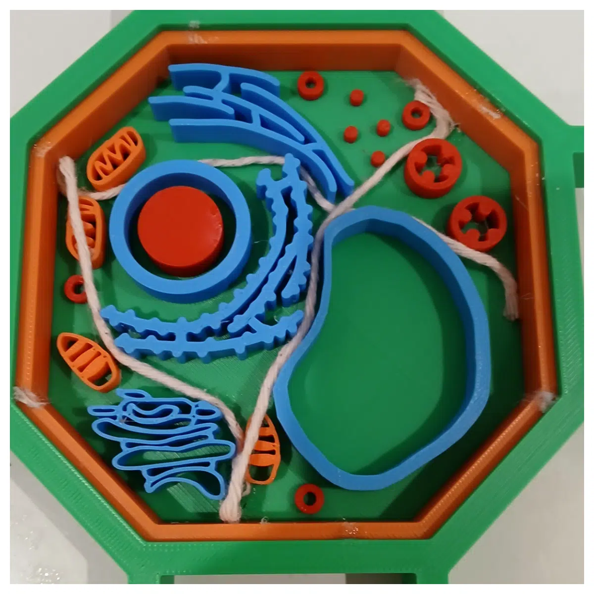 Plant Cell Model Biology Education Cell Structure Parts Learning Tool Cell Research Educational Toy