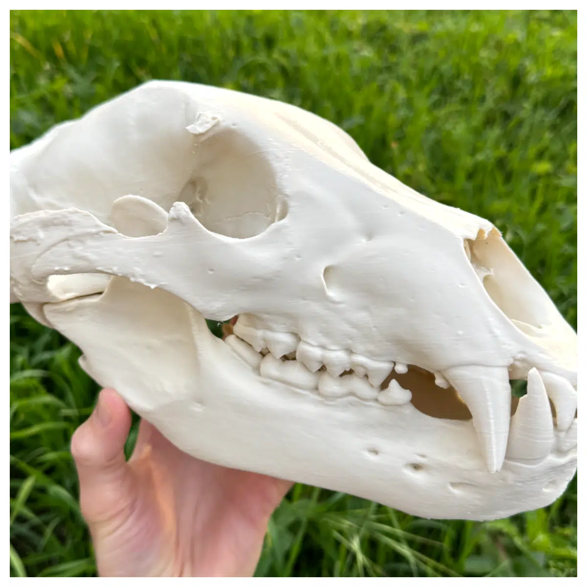 Bear Skull Decor Animal Skeleton Dinosaur Bones Museum Display Memorial Gift Learning Decoration