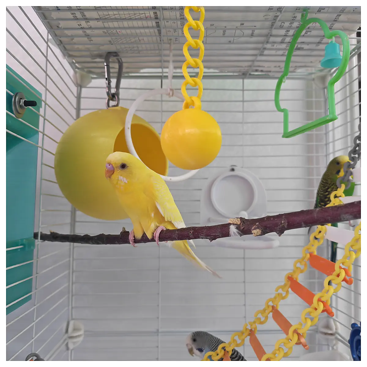 Parrot Toy Ball Bird Toys Sphere Interactive Play Balls Bird Cage Accessories Bird Supplies
