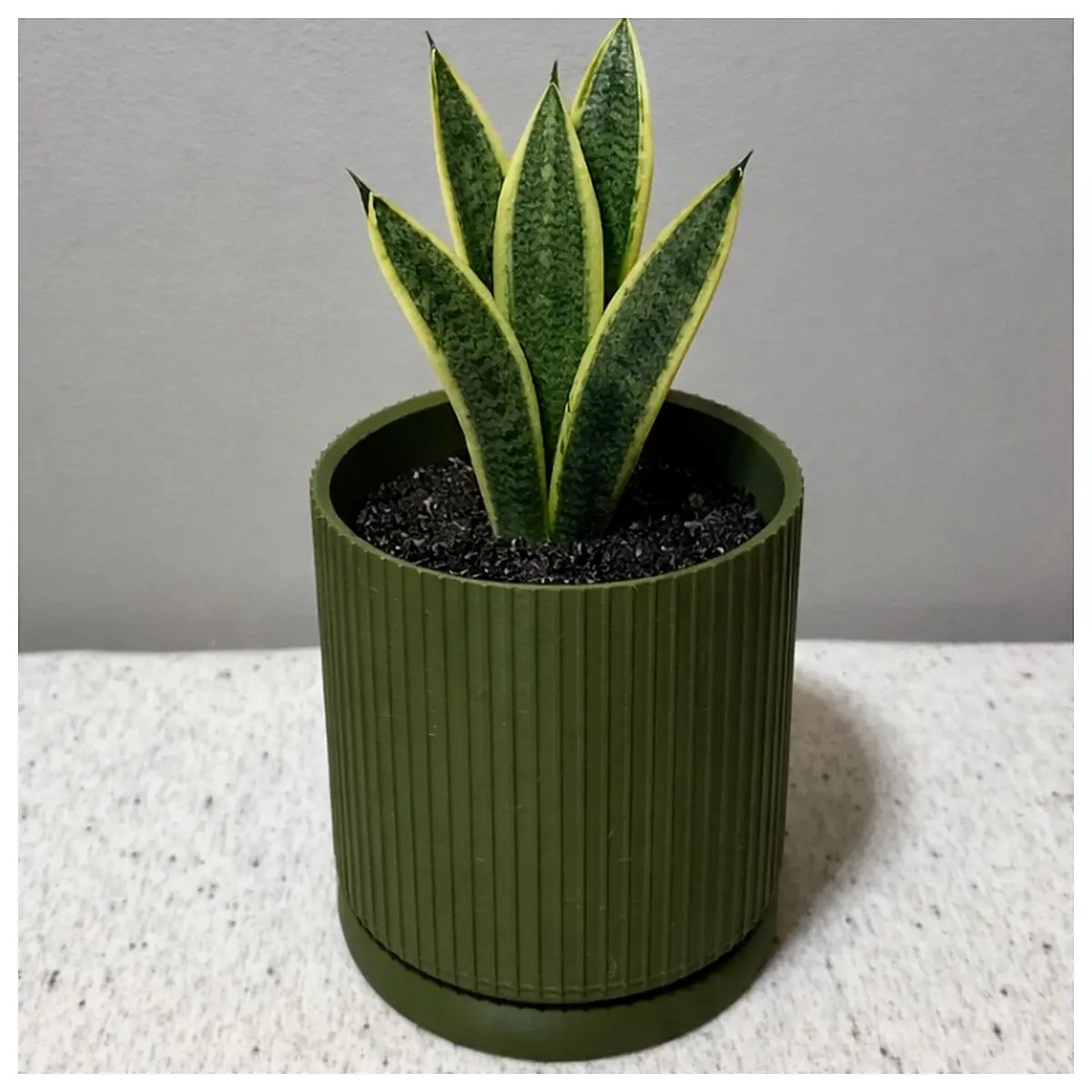 Ribbed Desk Planter V2 SM Succulents Indoor Plants Planter Greenery Houseplants Growing Pots