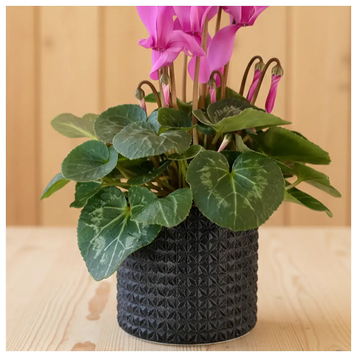 Planter Pots Outdoor Indoor Gardening Flower Pots Succulents Plant Containers Soil Accessories Repair