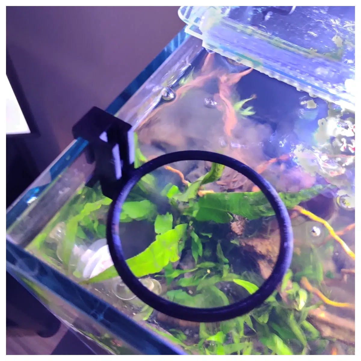 8mm Aquarium Feeding Ring Automatic Fish Feeder Fish Tank Feeding Accessories Food Dispenser Nutrient Circulation Aquarium Water Equipment