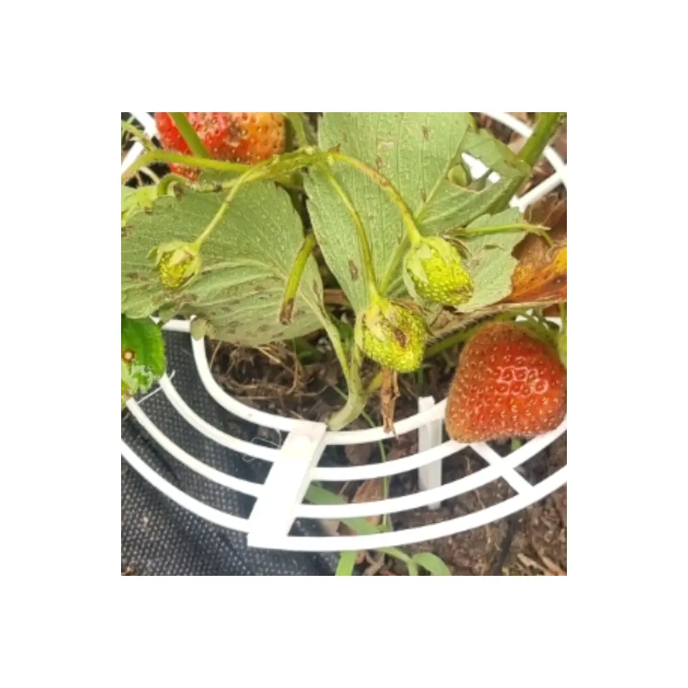 Strawberry Holder Phone Stand Mobile Holder Phone Accessories Phone Mount Bracket Support Case