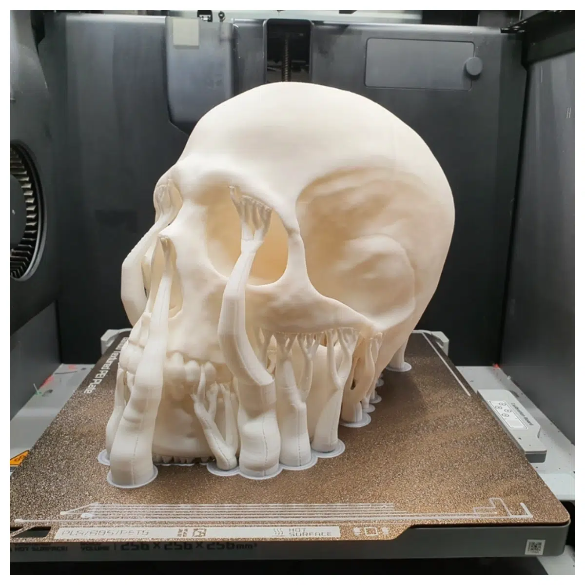 Real Skull Human Skeleton Model Anatomy Learning Scientific Education Toys Skull Measurement