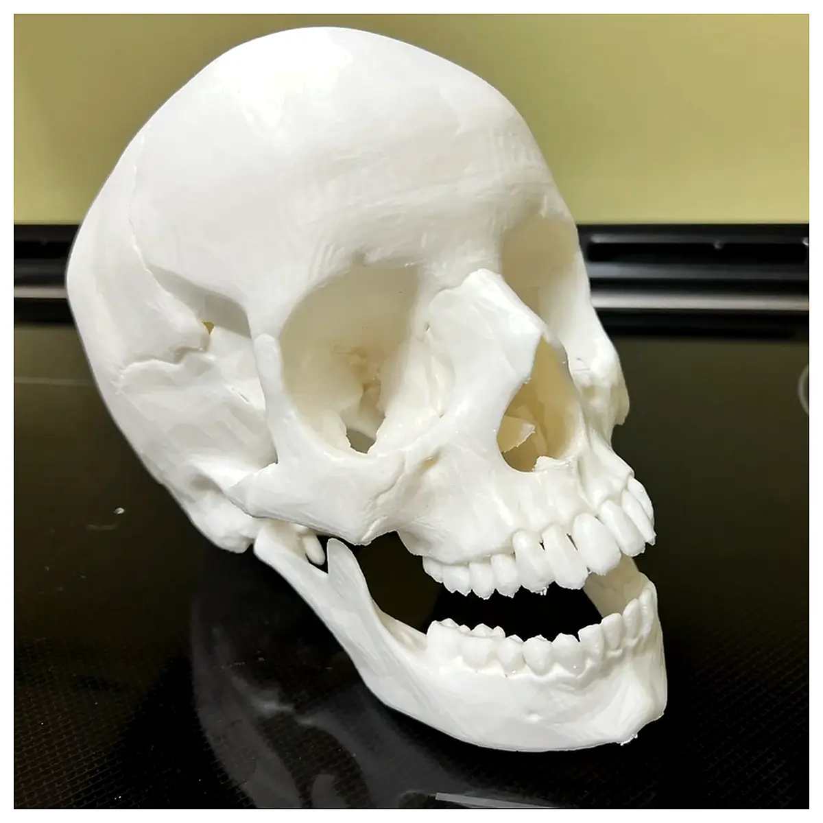 Skull Anatomy Tutorial Human Skull Study Bone Structure Bone Research Bone Models