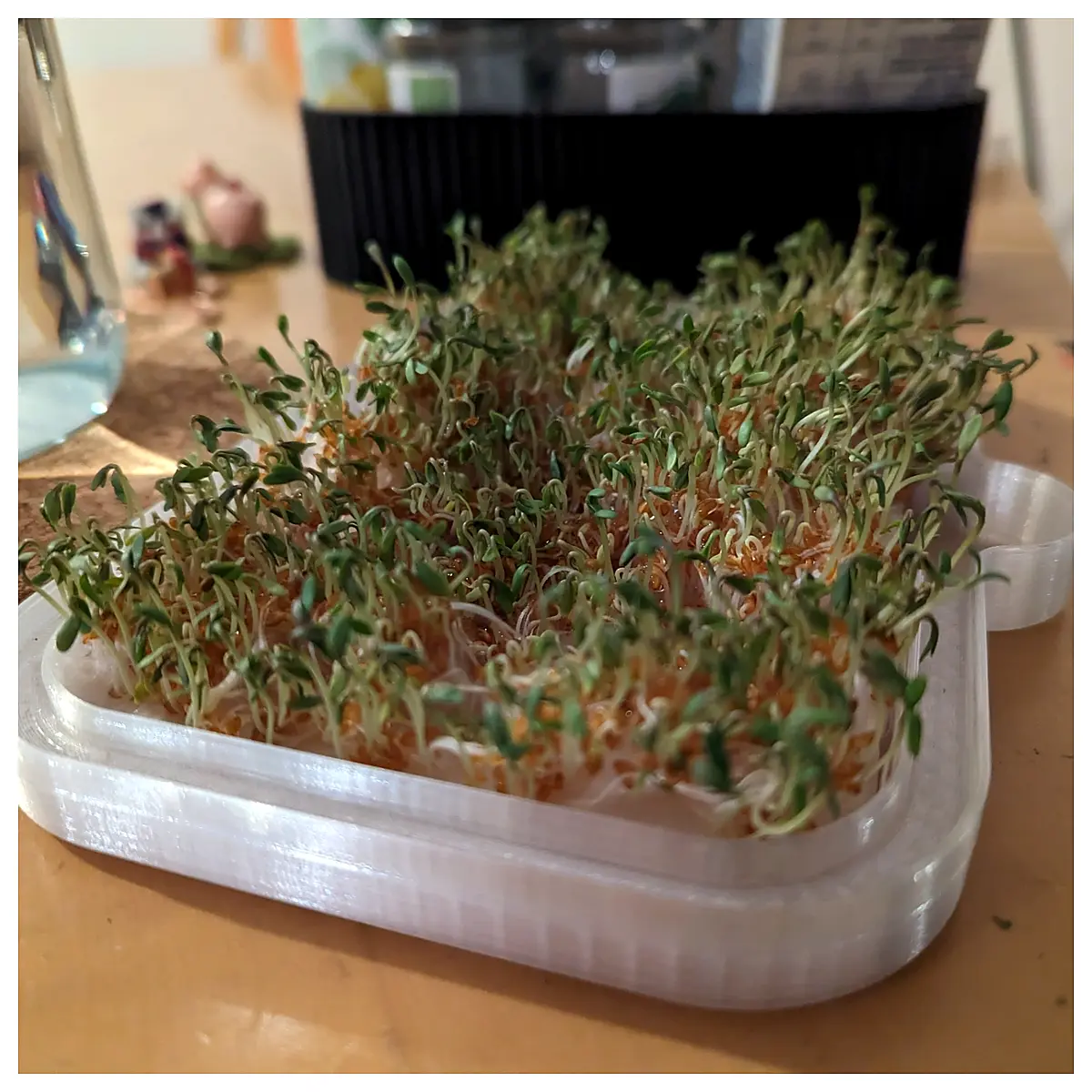 Watercress Growing Guide Cultivation Techniques Planting Methods Harvest Timing Aquatic Herb Care