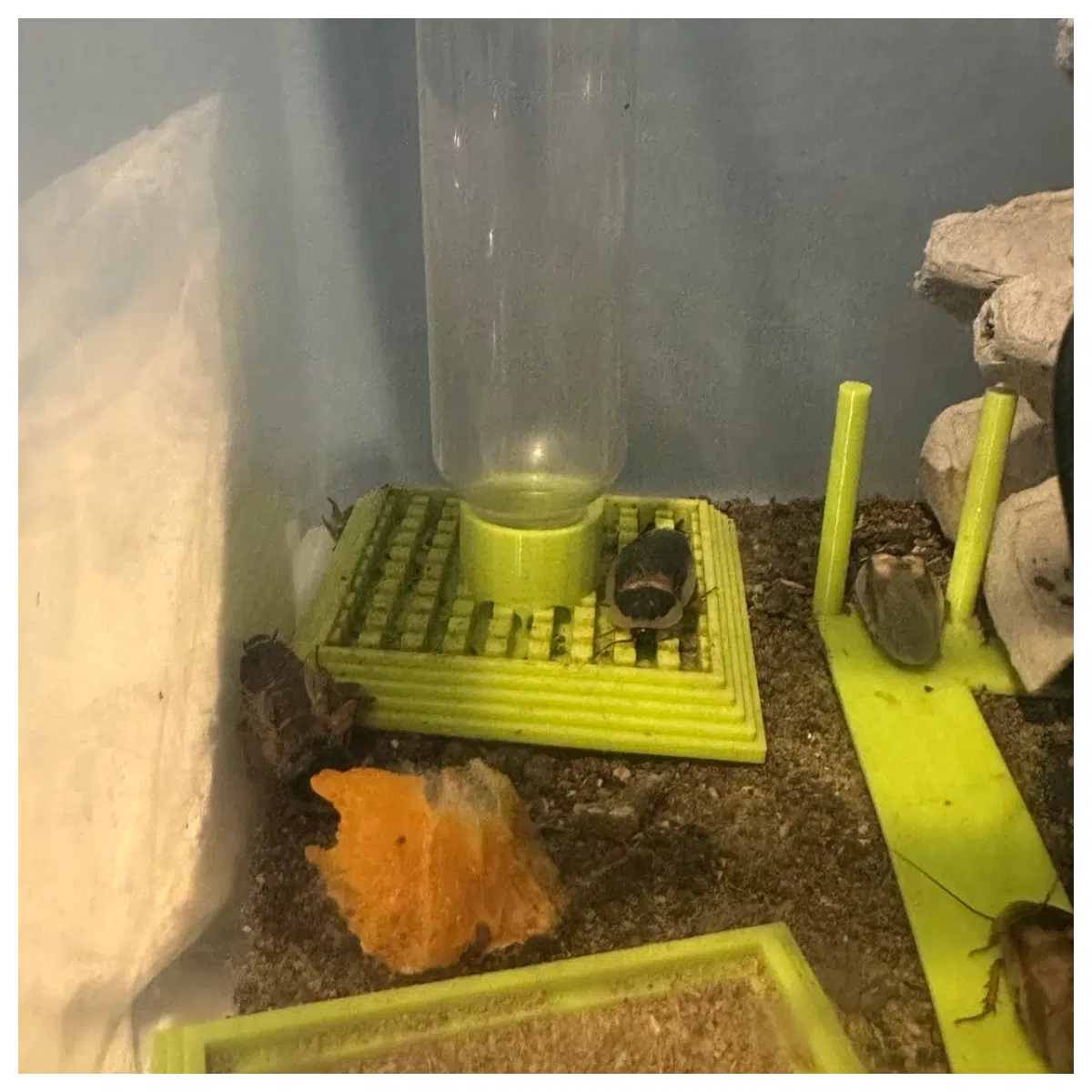 Dubai Cricket Ball Water Feeder Insect Feeding System Cockroach Feeder Insect Water Bowl Roach Breeding