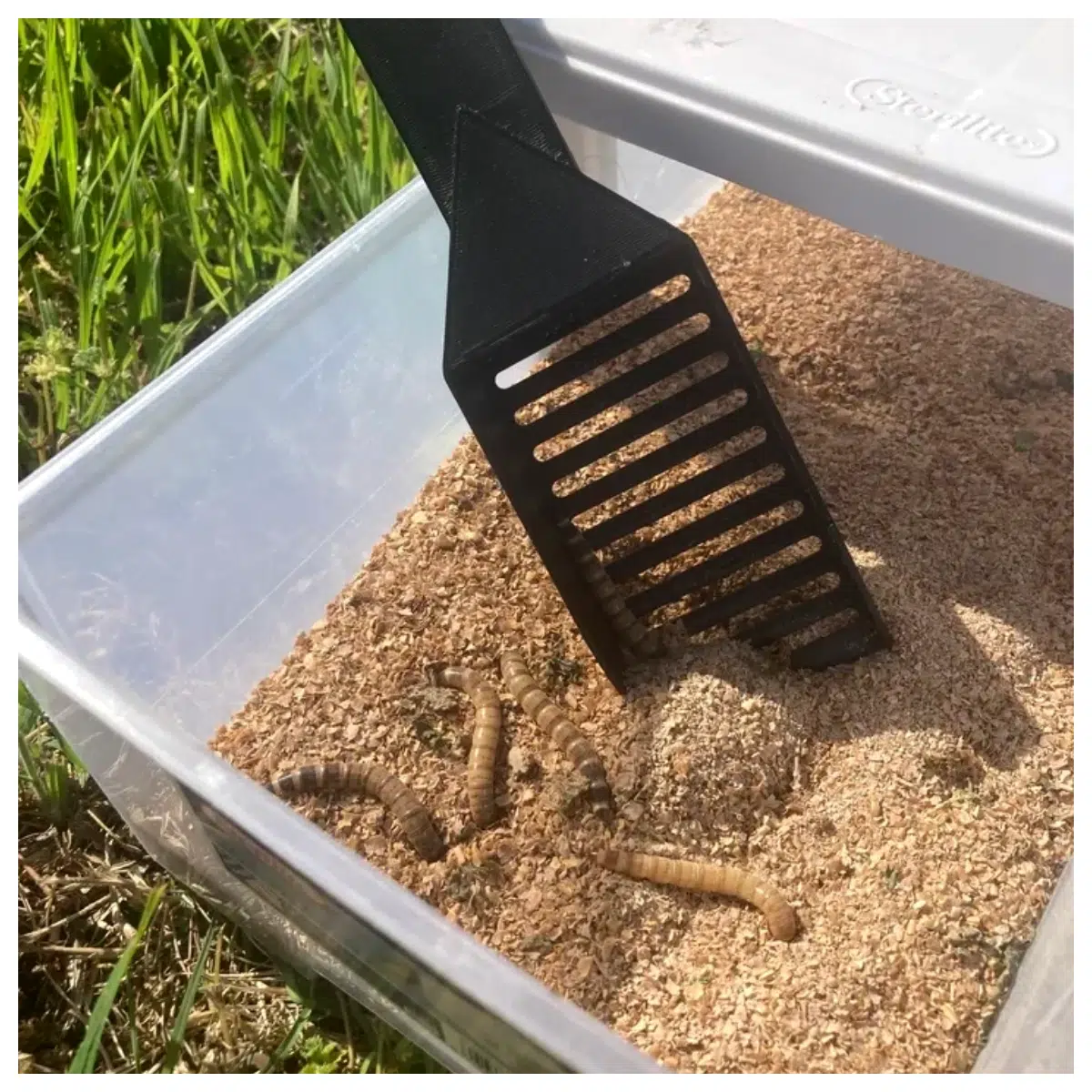 Worm Sifter Food Worms Super Worms Food Feeding Supplies Worm Sifter Worm Food