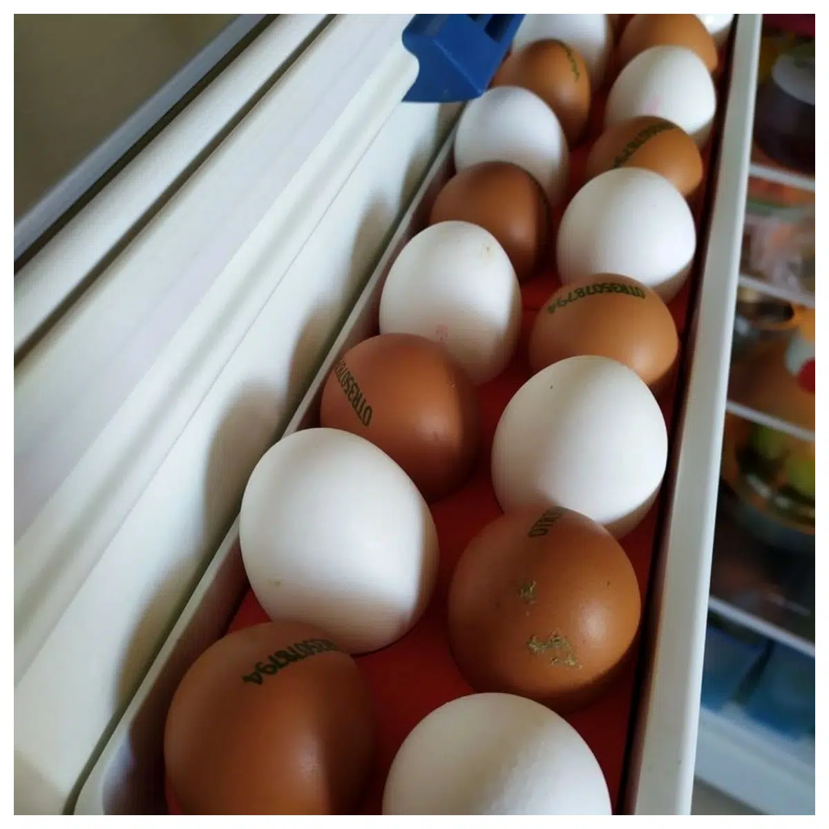 Refrigerator Egg Racks Holder Egg Storage Cooling Shelf Kitchen Accessories Fridge Parts Rapid Cooling