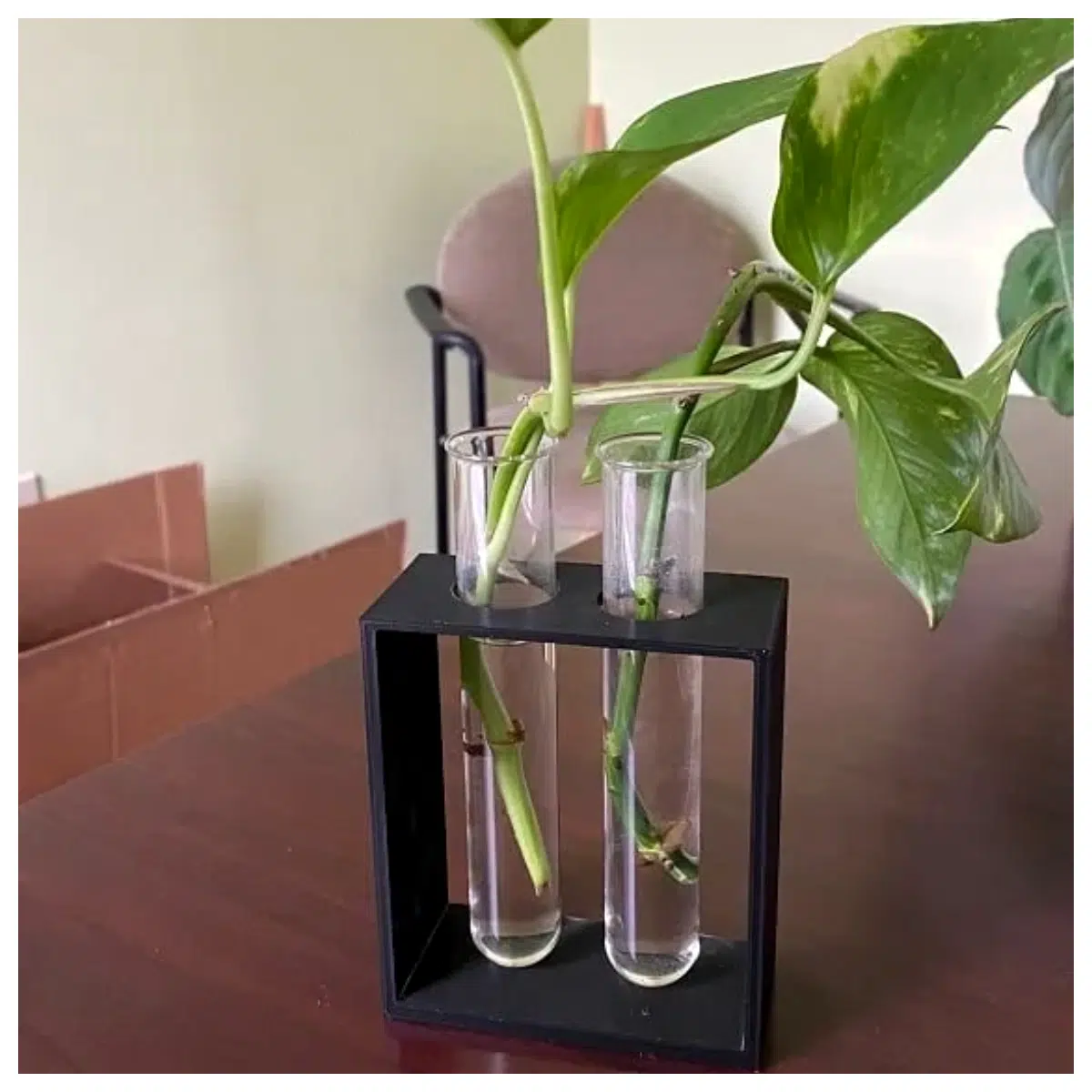 Plant Cuttings Tutorial Gardening Tools Plant Care Indoor Plants Home Greenery