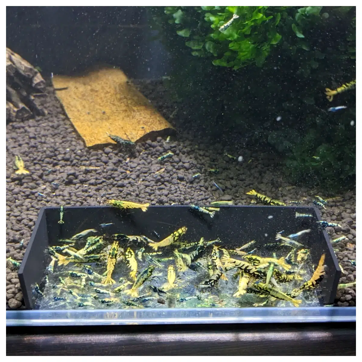 Large Scale Shrimp Feeding Sites Equipment Shrimp Pond Water Quality Monitoring System Shrimp Fry Cultivation Containers Shrimp Growth Optimization So