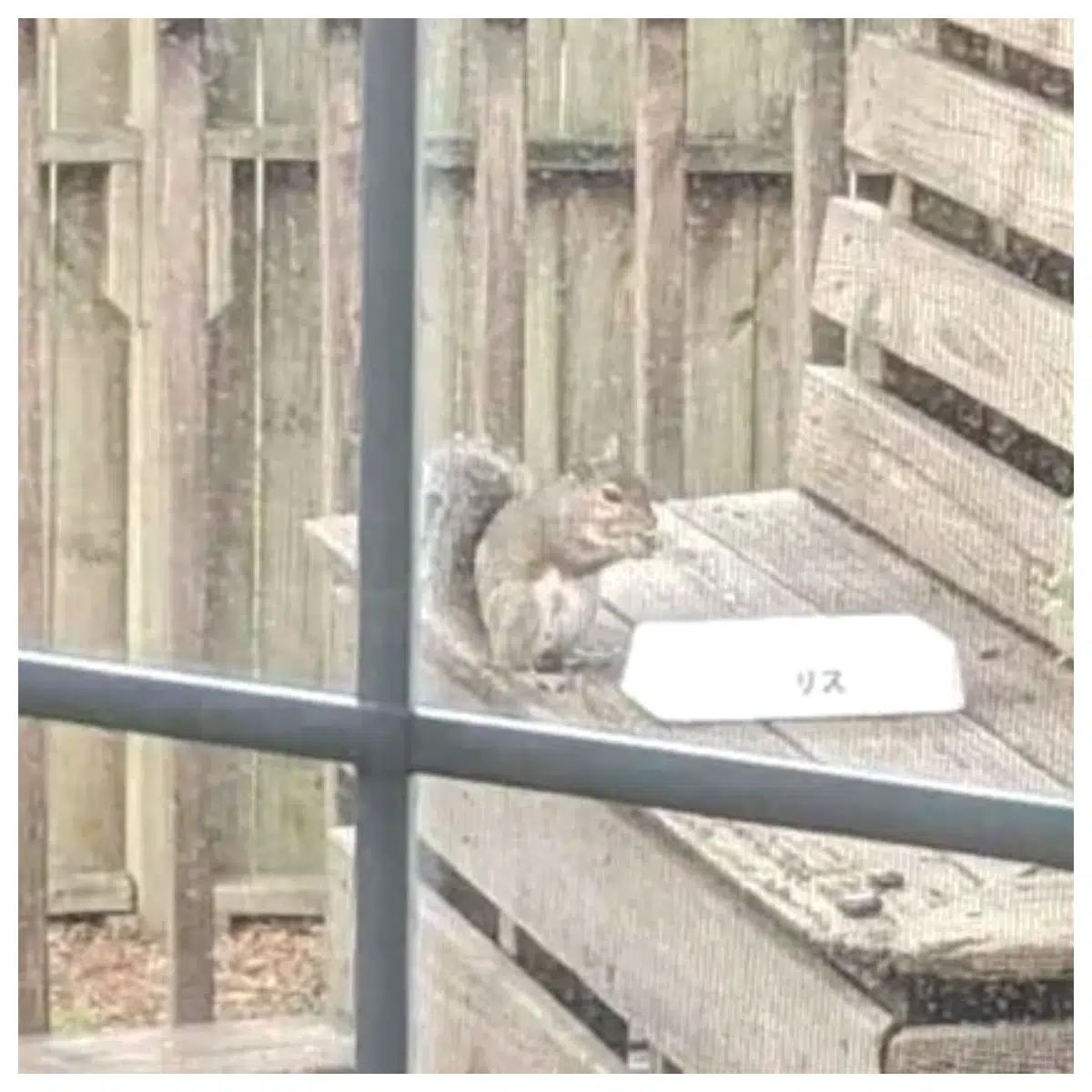 Squirrel Food Bowl Outdoor Feeding Station Durable for Garden Backyard Nut Supplement Animal Dish